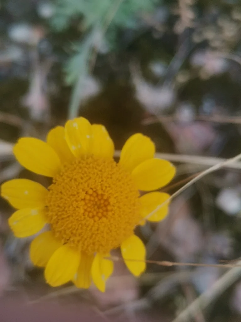 Anthemis Tinctoria