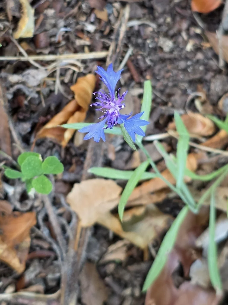 Centaurea Cyanus
