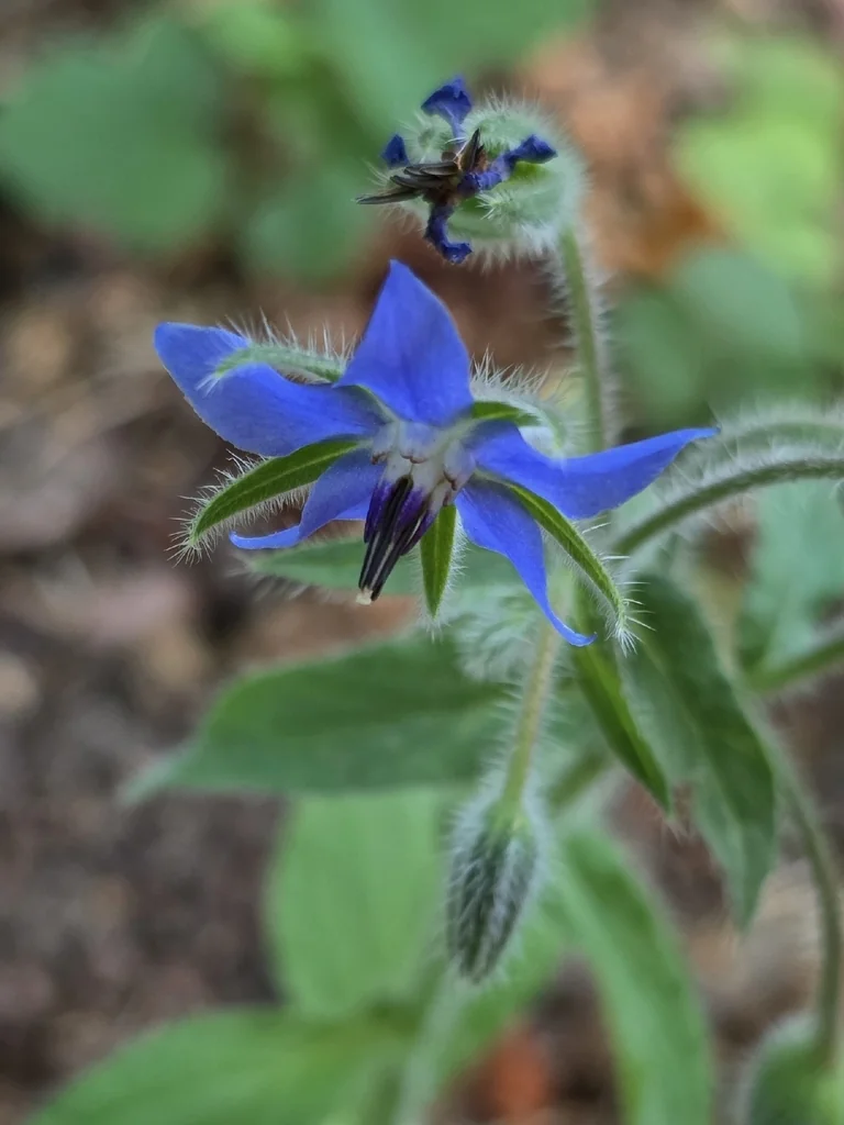 Borago Officinalis