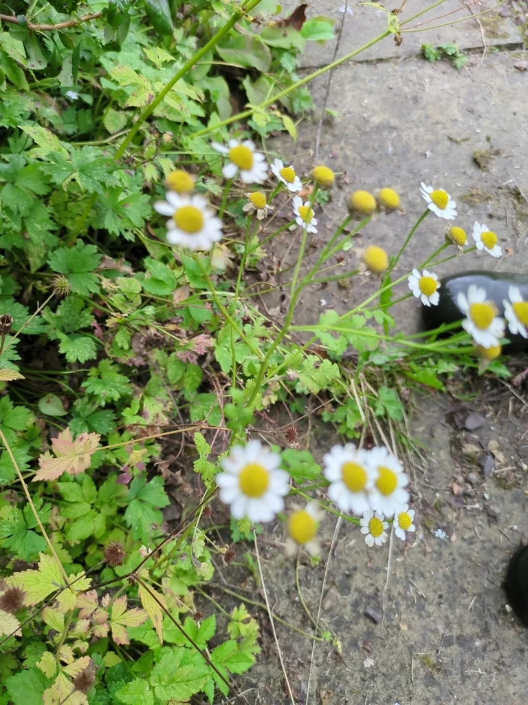 Tanacetum Parthenium