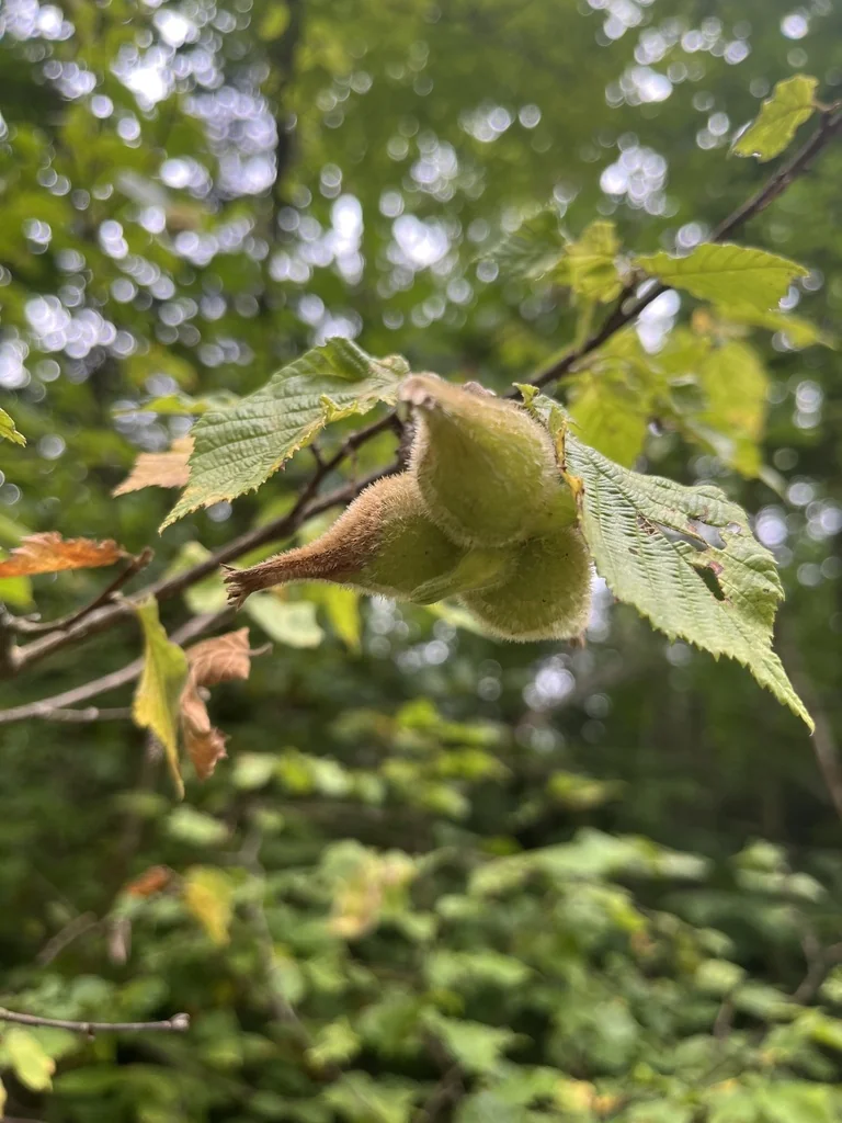 Corylus Cornuta