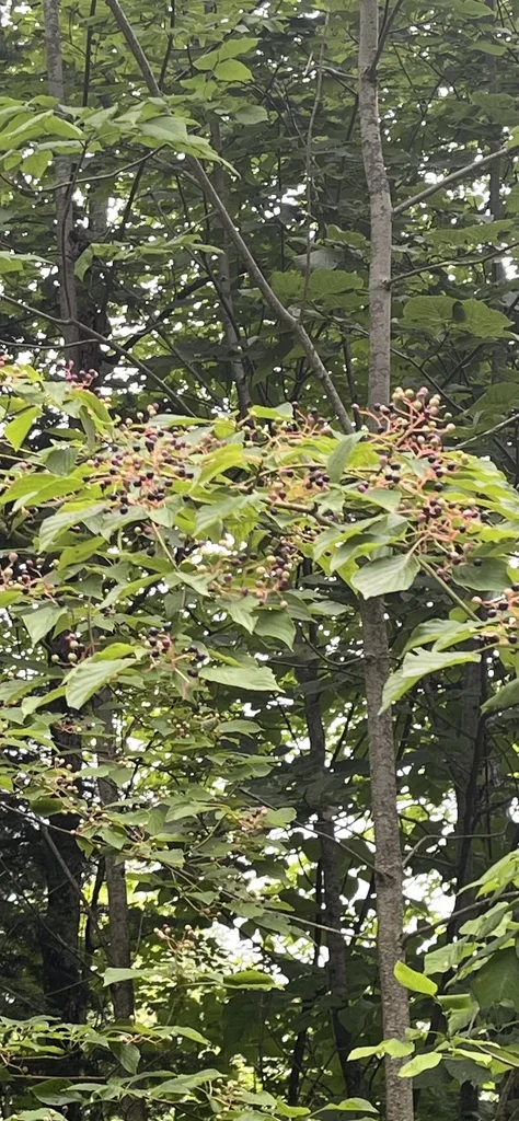 Cornus Alternifolia