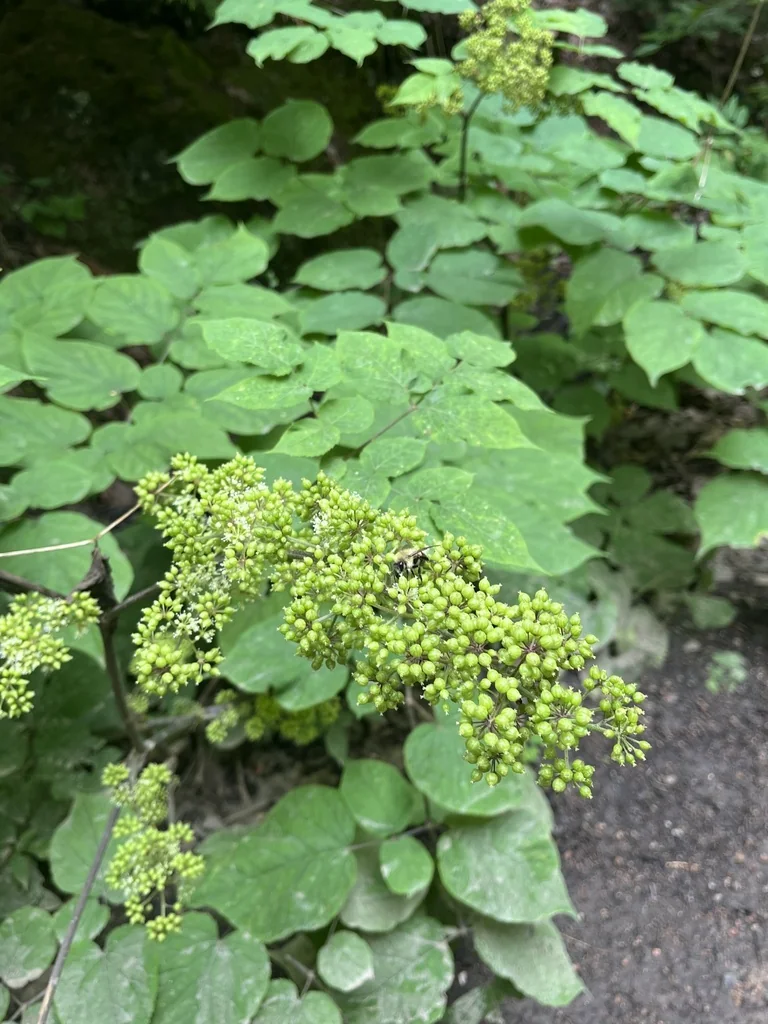 Aralia Racemosa