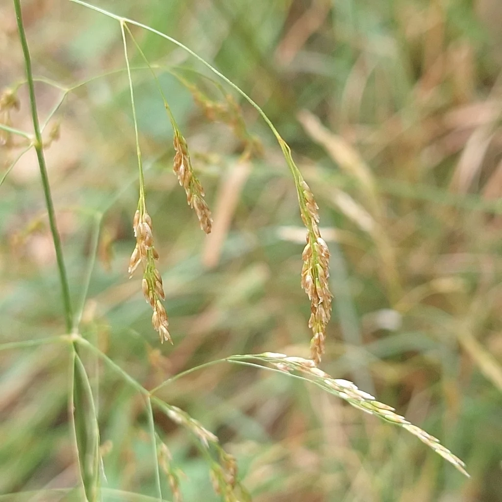 Deschampsia Cespitosa