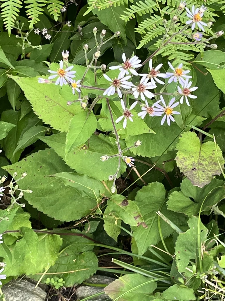 Aster Macrophyllus