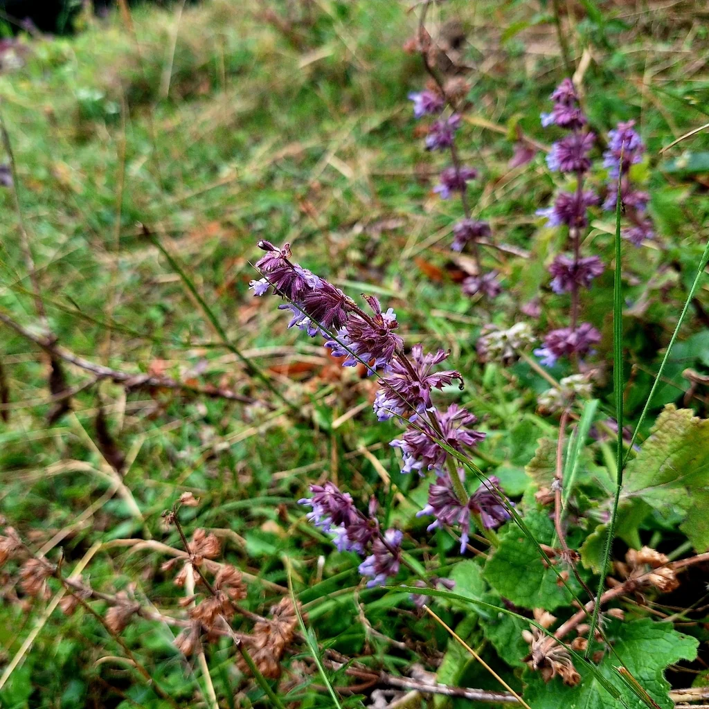 Salvia Verticillata
