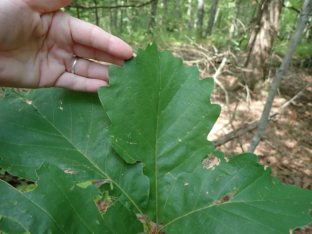 Quercus Montana