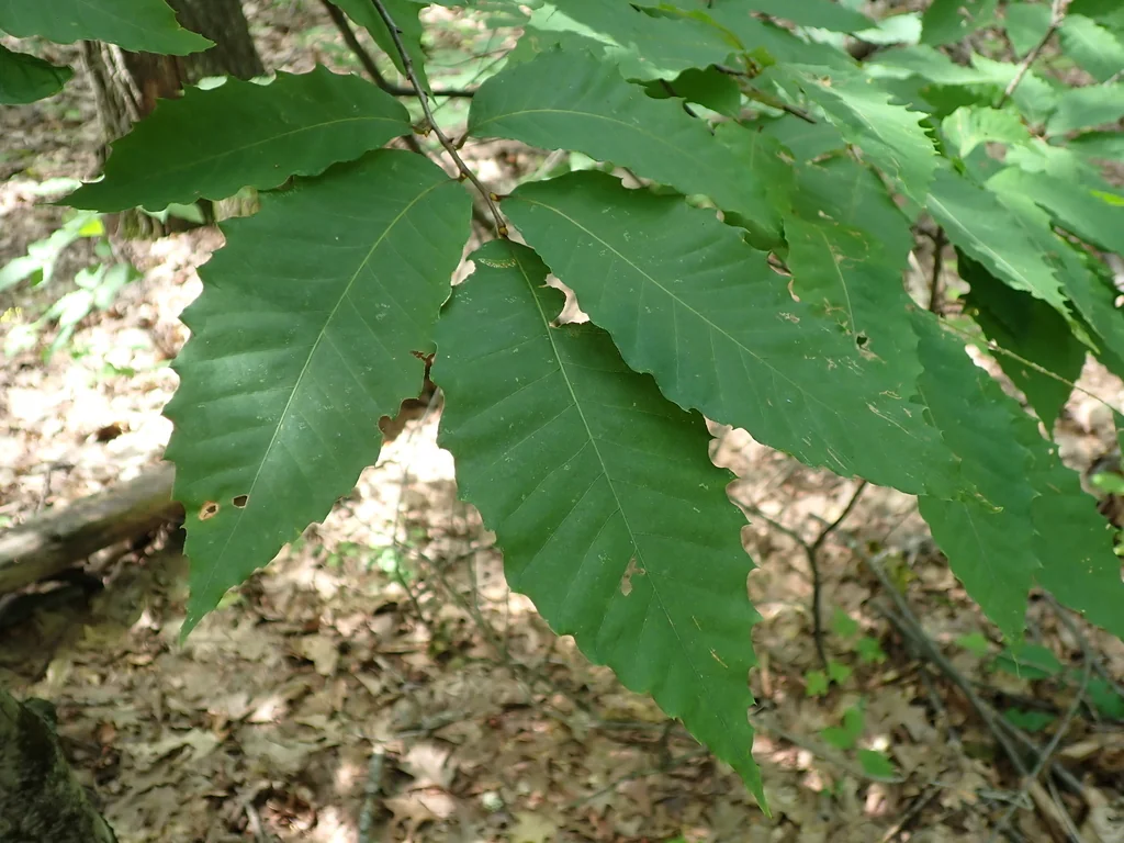 Castanea Dentata