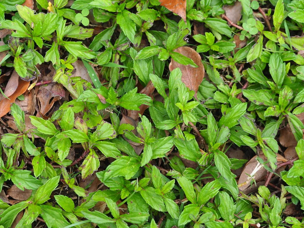 Wedelia Trilobata