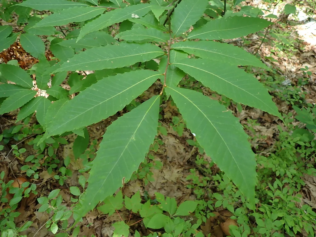 Castanea Dentata