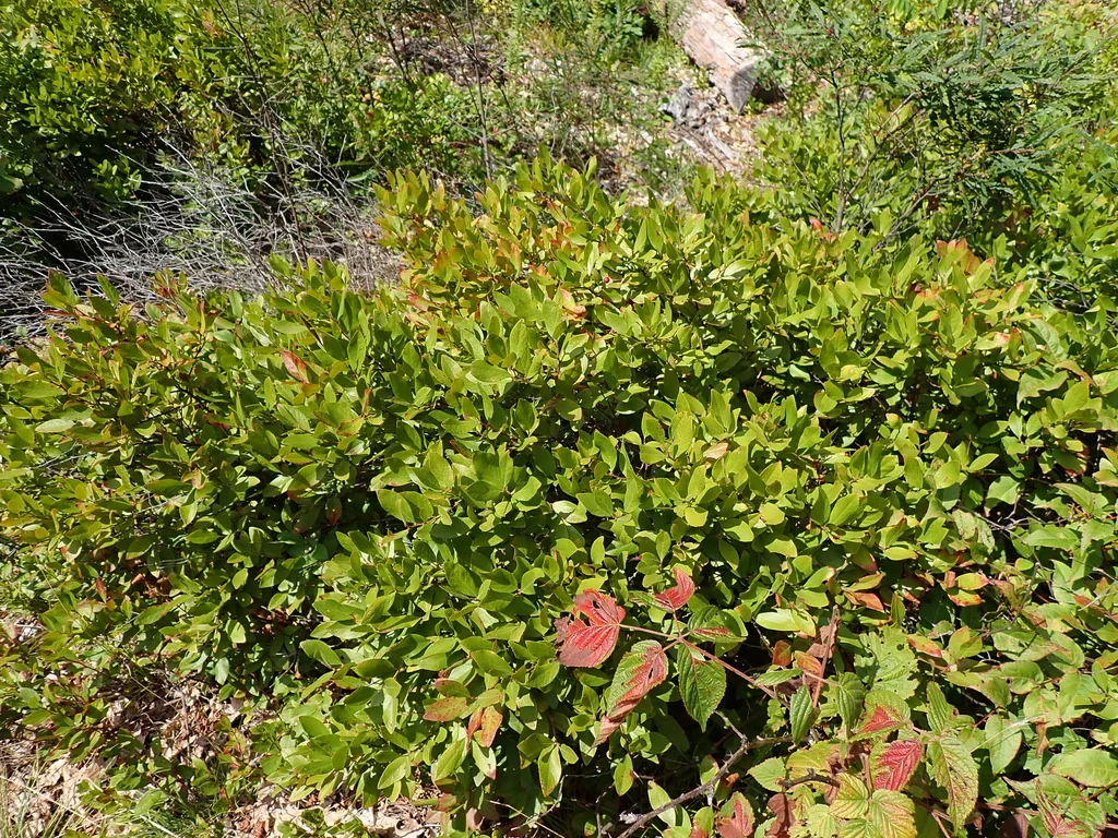 Gaylussacia Baccata
