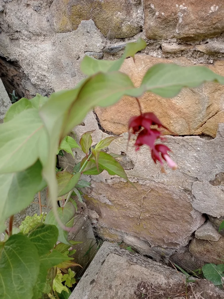Leycesteria formosa