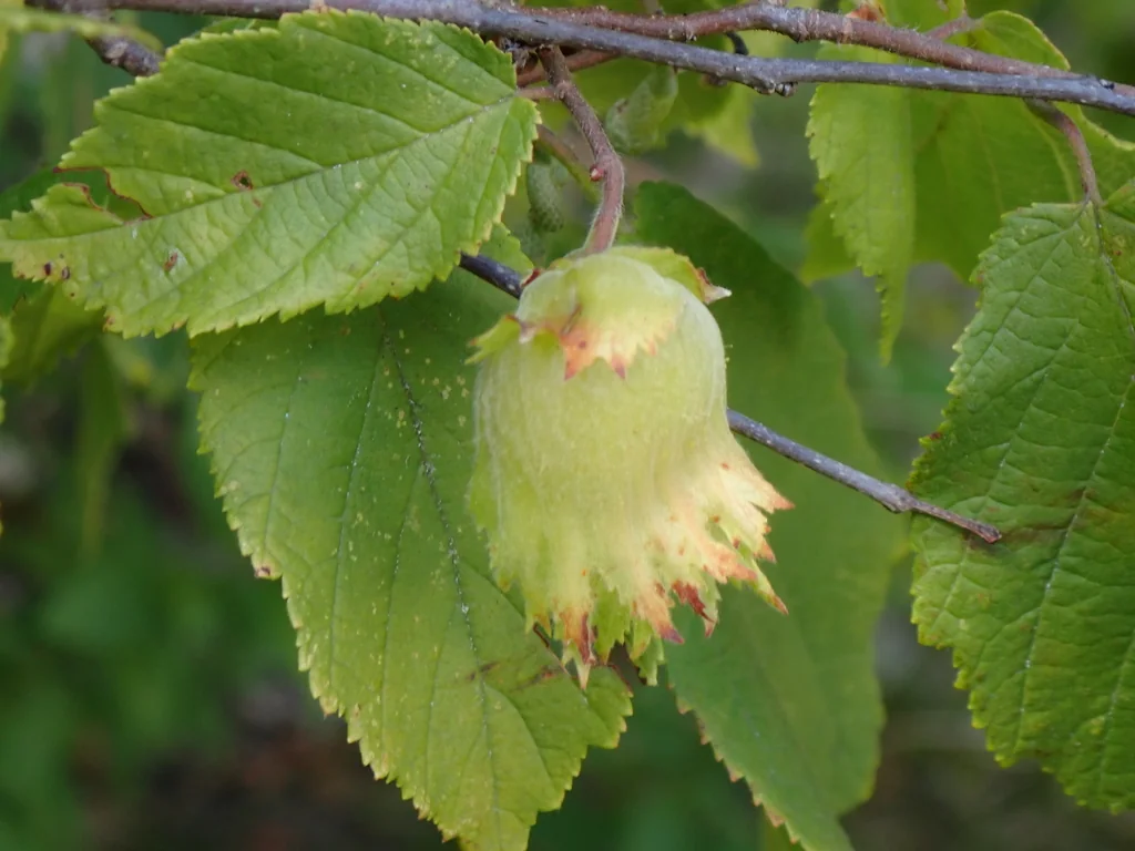Corylus Americana