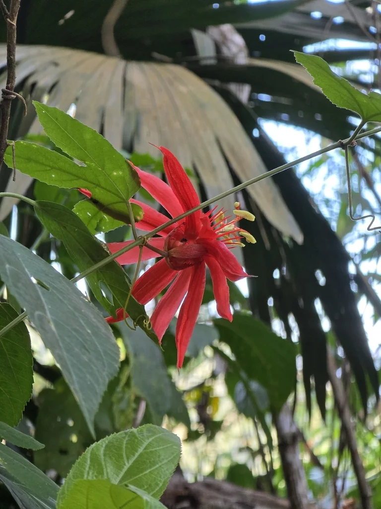 Passiflora Vitifolia