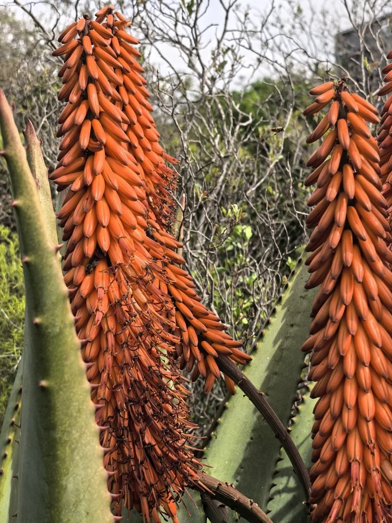 Aloe Ferox