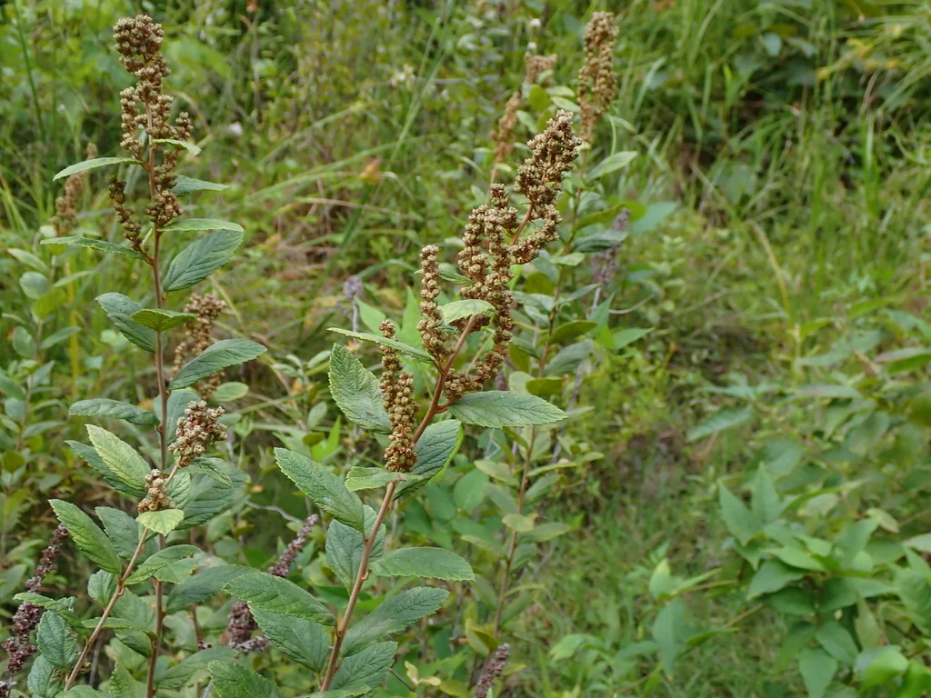Spiraea Tomentosa