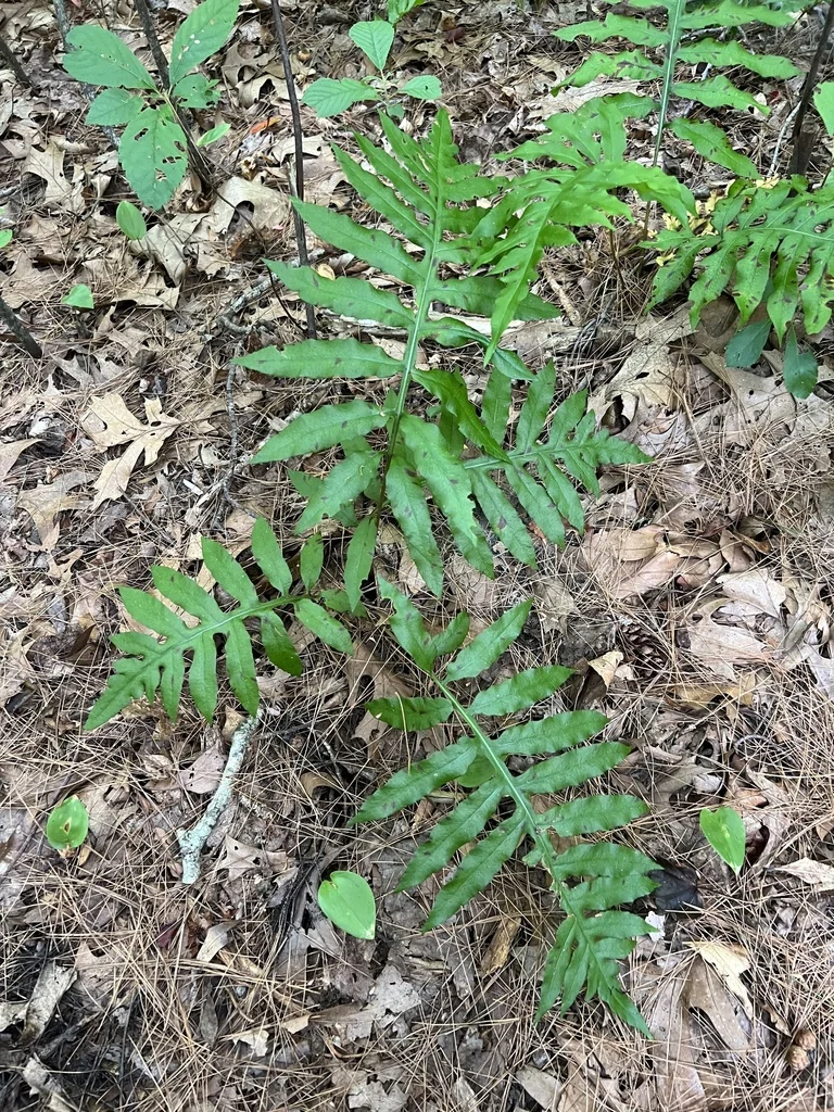 Woodwardia Areolata
