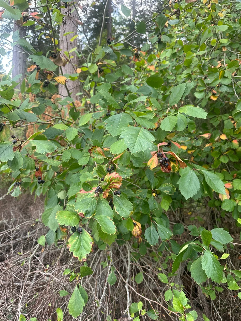 Crataegus Douglasii
