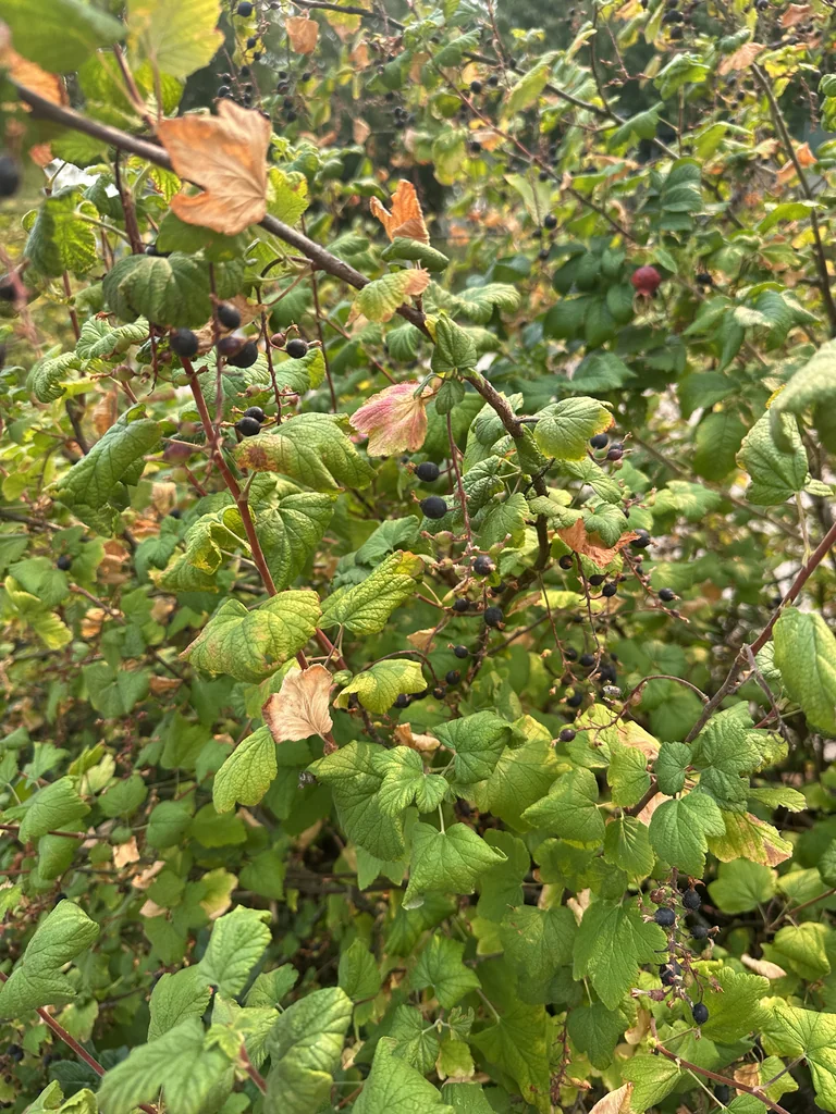Ribes Sanguineum