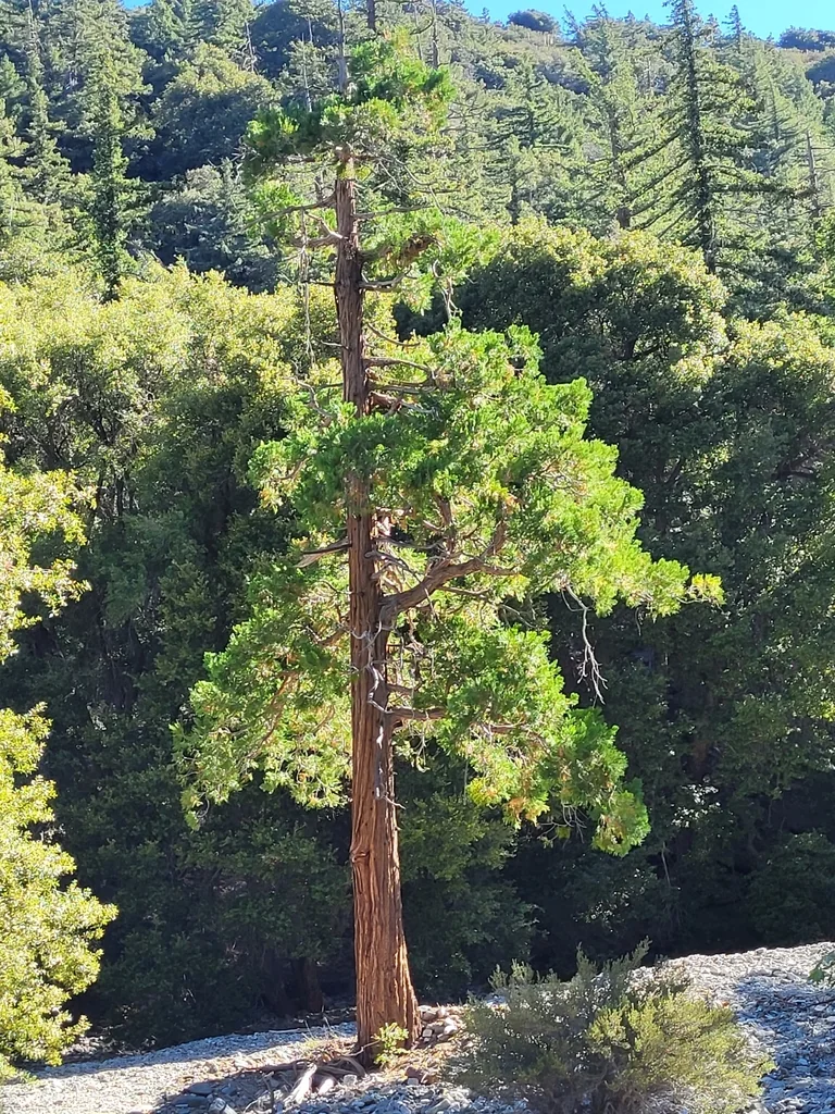 Calocedrus Decurrens