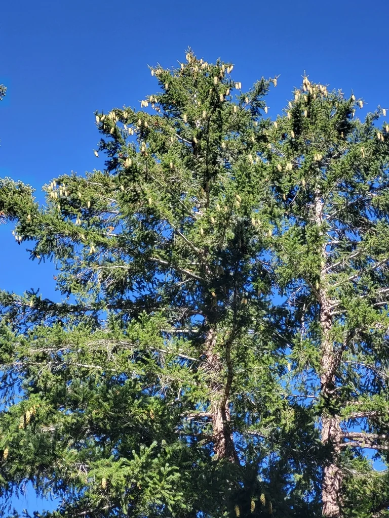 Pseudotsuga Macrocarpa