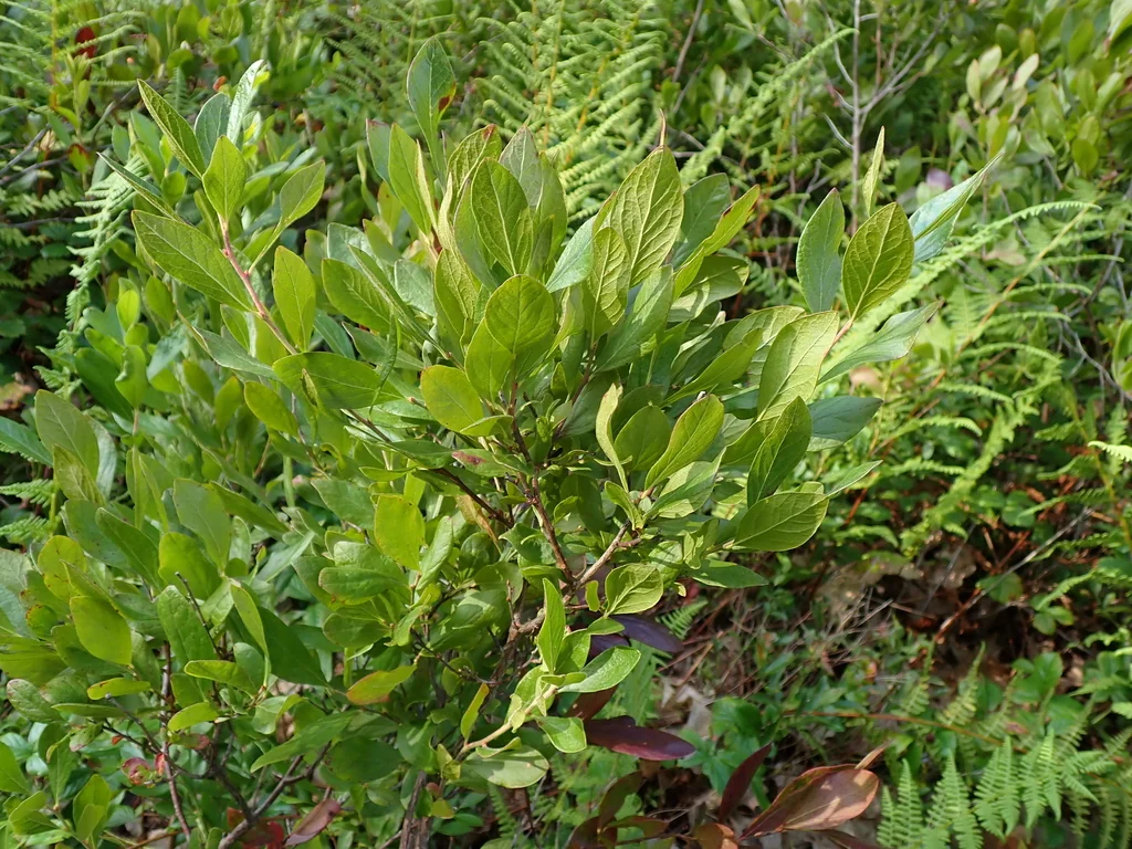 Gaylussacia Baccata