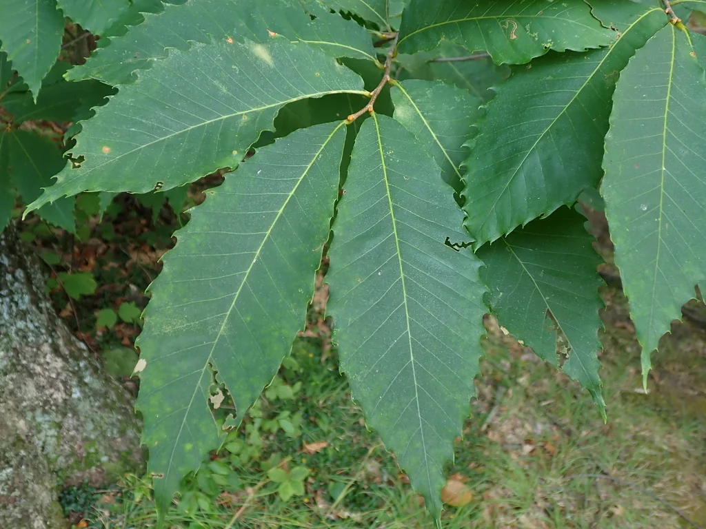 Castanea Dentata