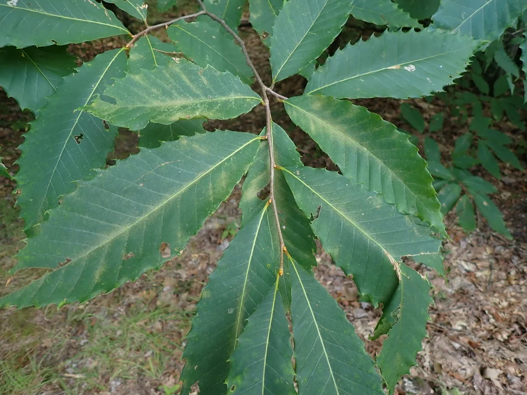 Castanea Dentata