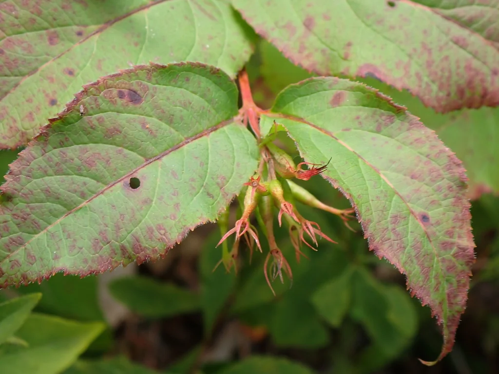 Diervilla Lonicera