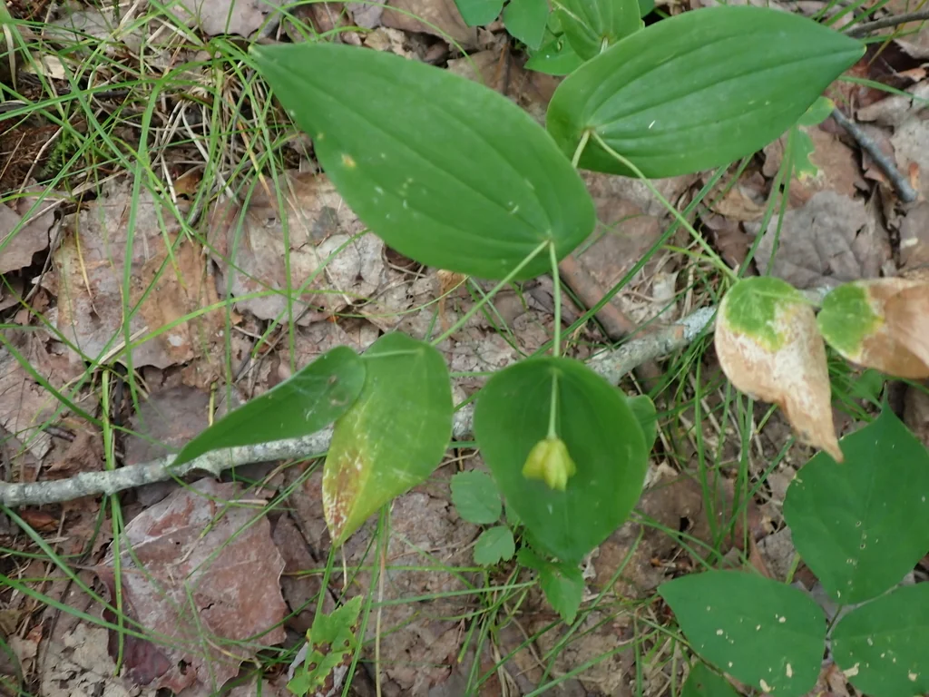 Uvularia Perfoliata