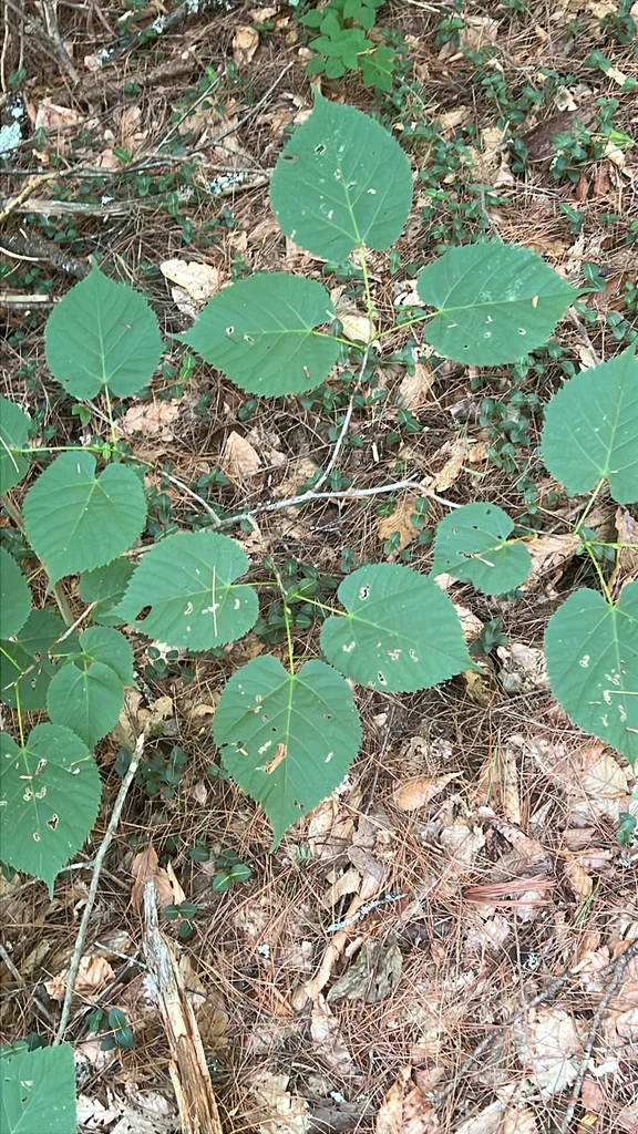 Tilia Americana