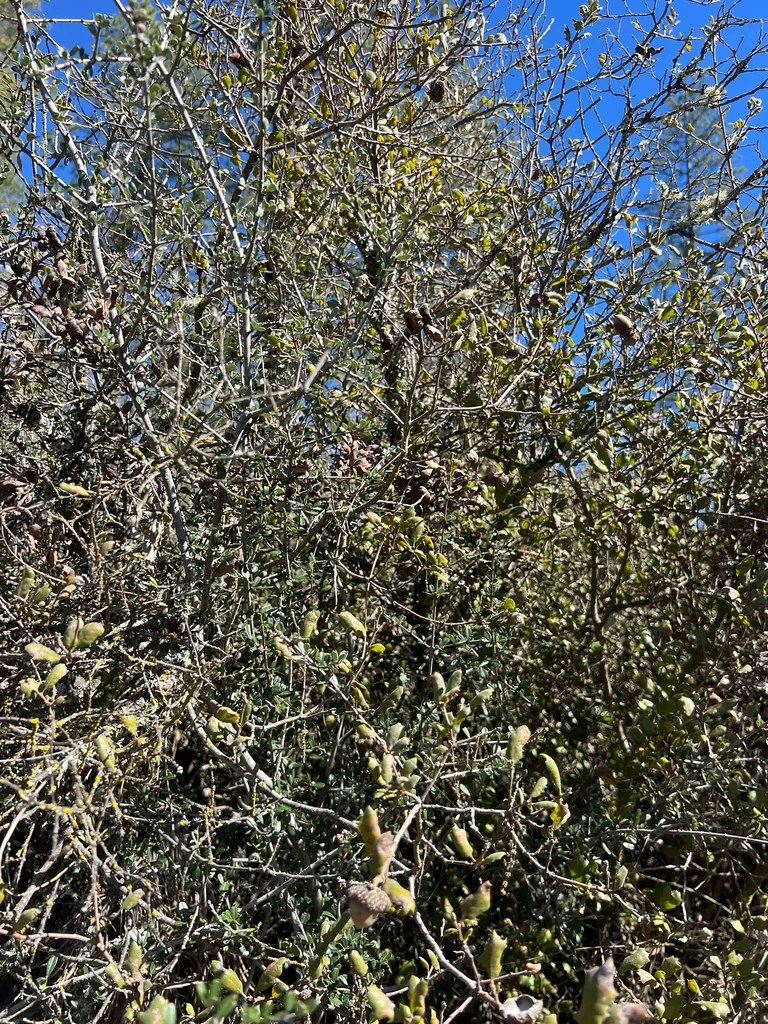 Quercus Durata