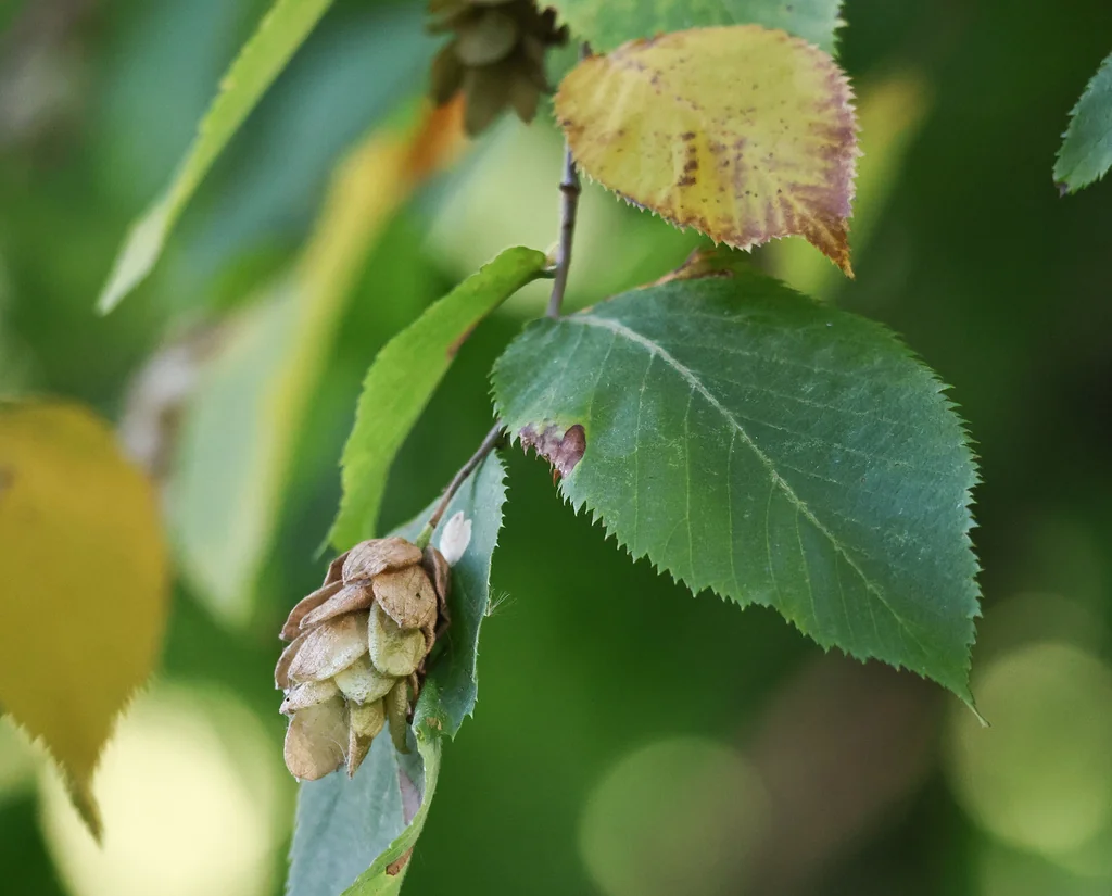 Ostrya Virginiana