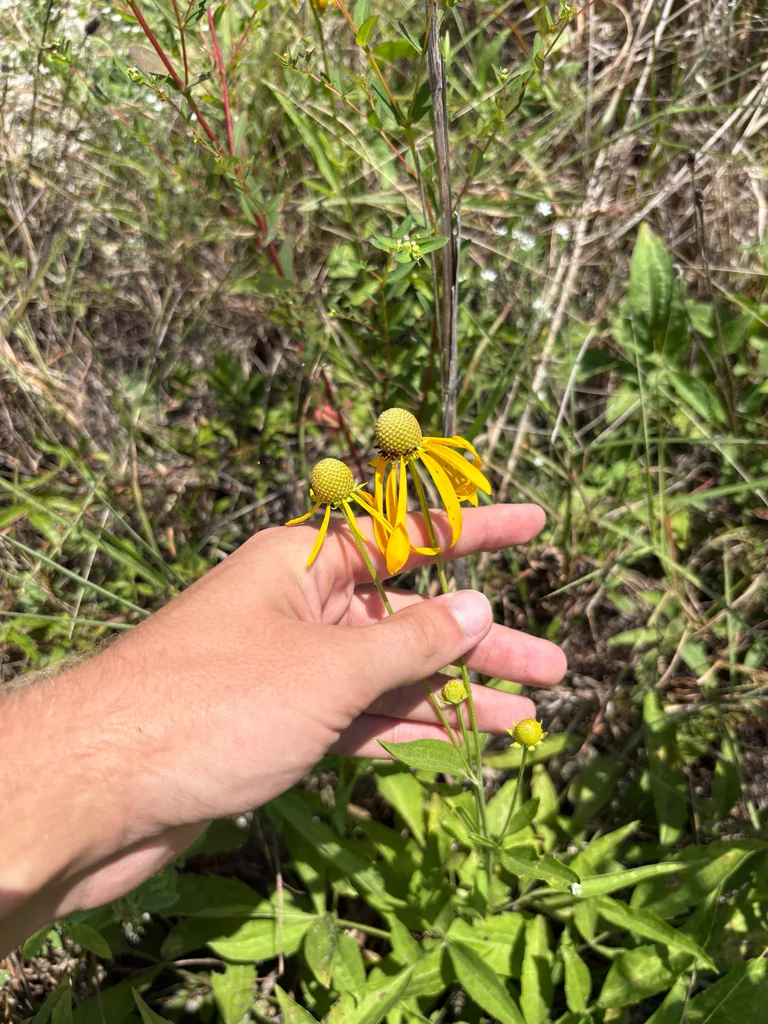 Ratibida Pinnata