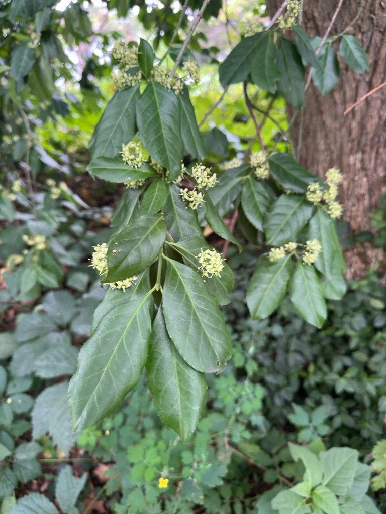 Euonymus fortunei