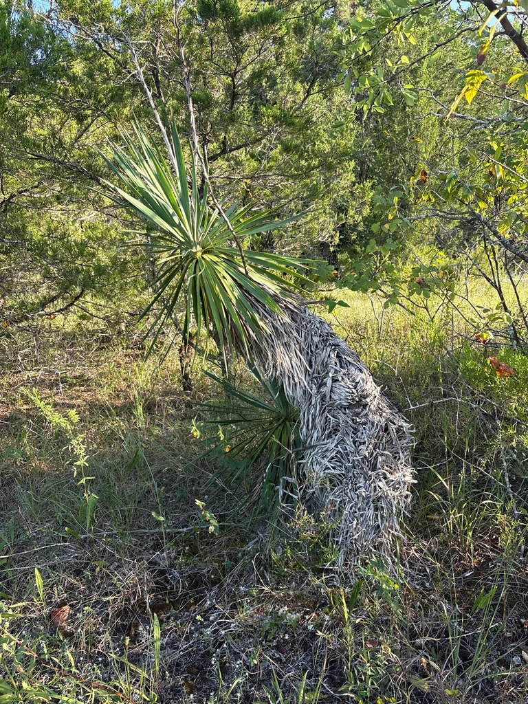 Yucca Aloifolia