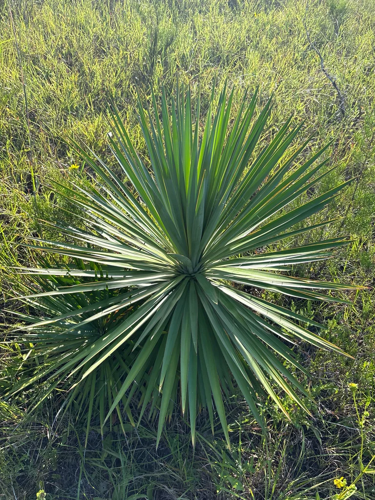 Yucca Aloifolia