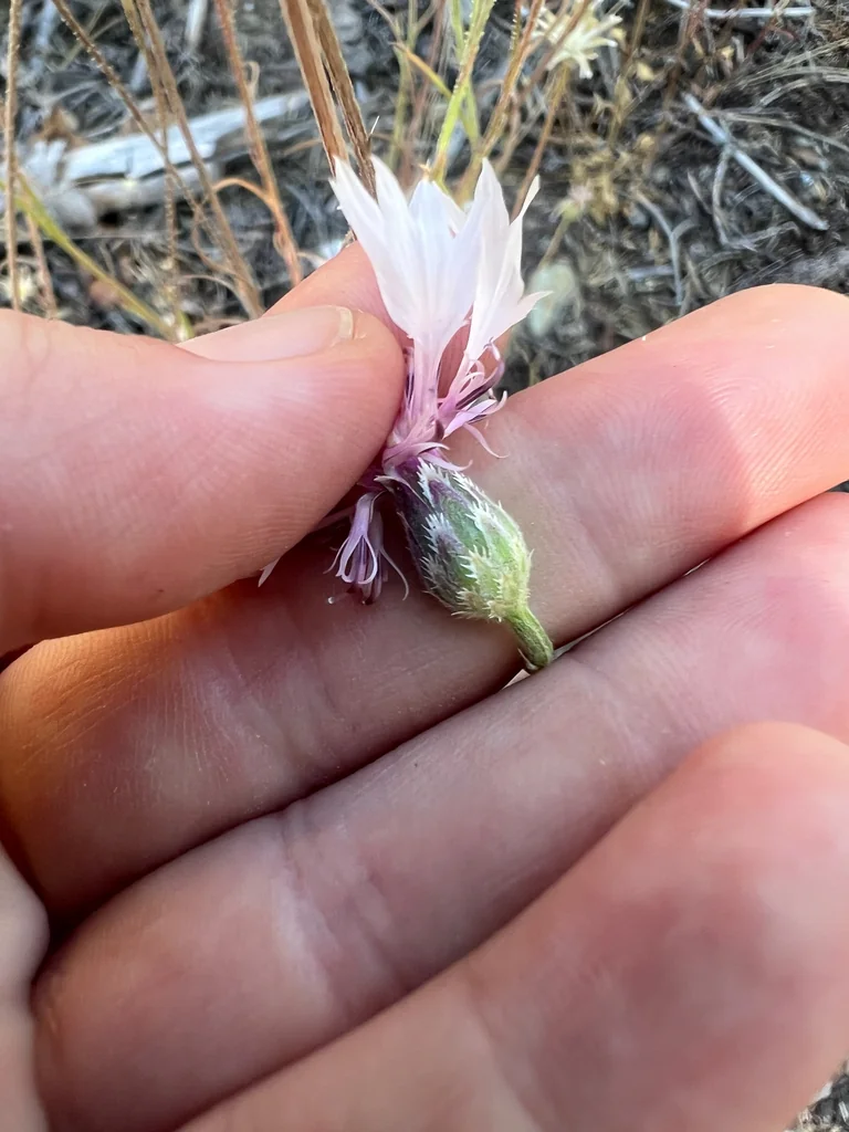 Centaurea Cyanus