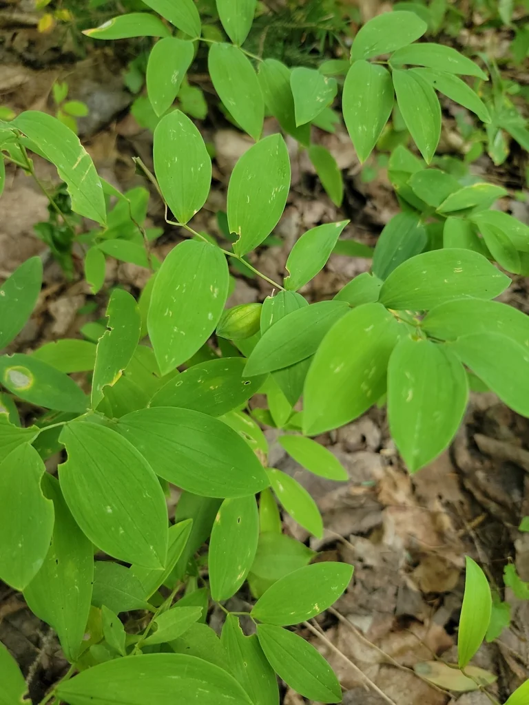 Uvularia Sessilifolia