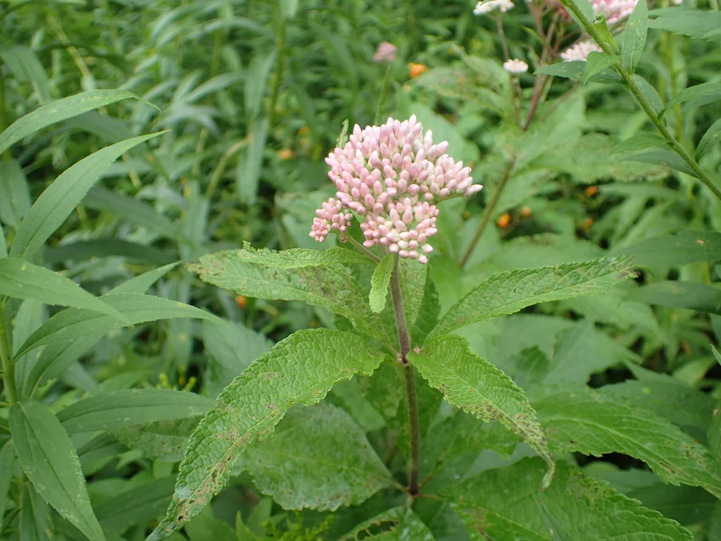 Eutrochium Maculatum