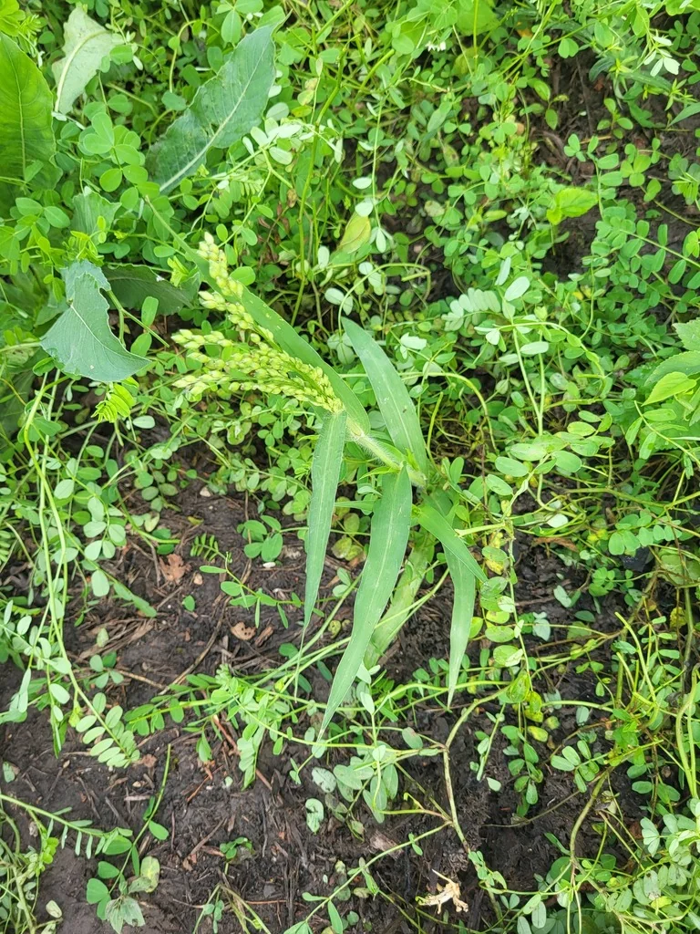 Panicum Miliaceum