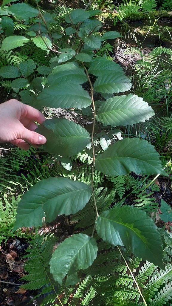 Ulmus Americana