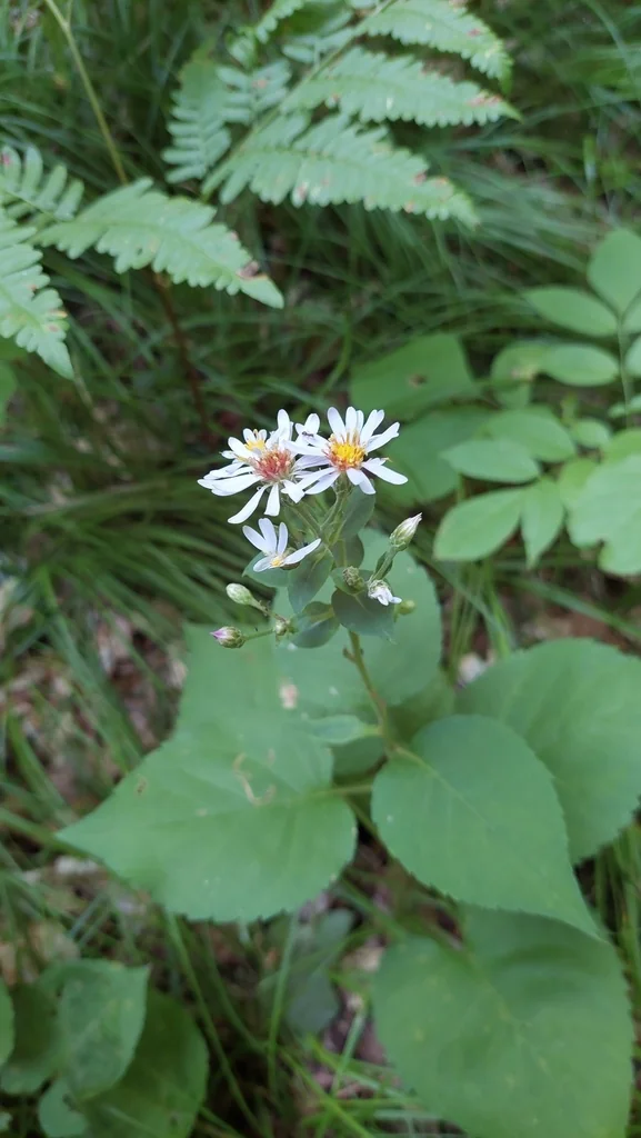 Aster Macrophyllus