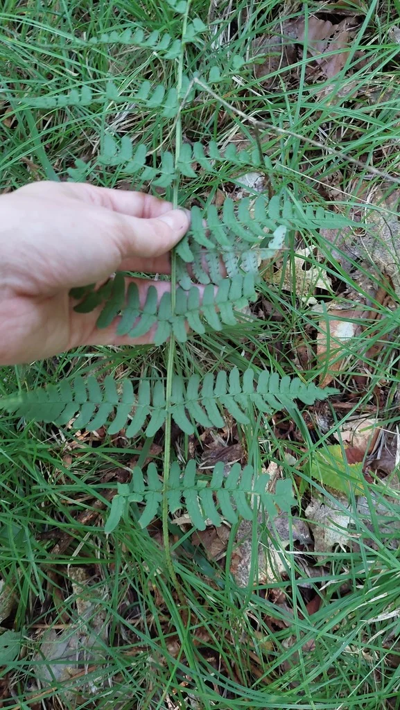 Dryopteris Marginalis