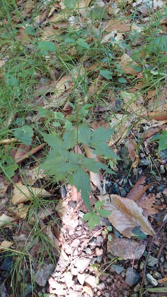 Anemone Virginiana