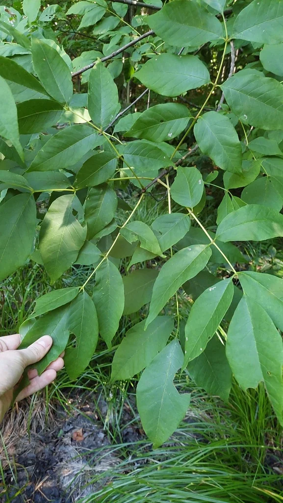 Fraxinus Americana