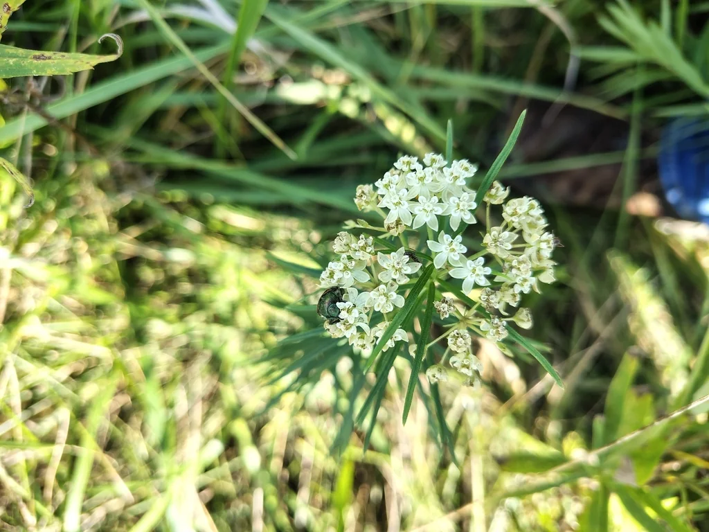 Asclepias Verticillata