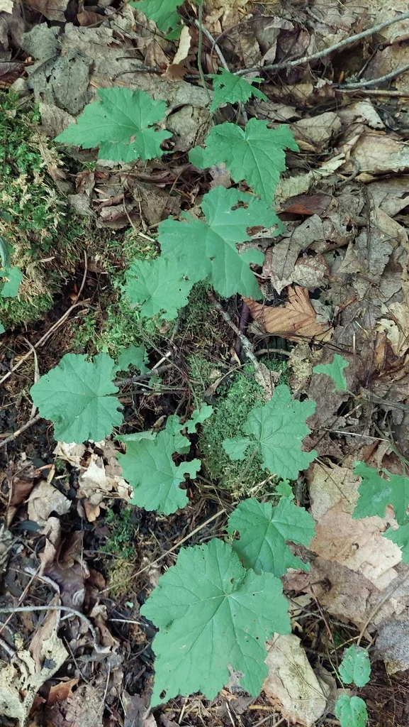 Tiarella Cordifolia