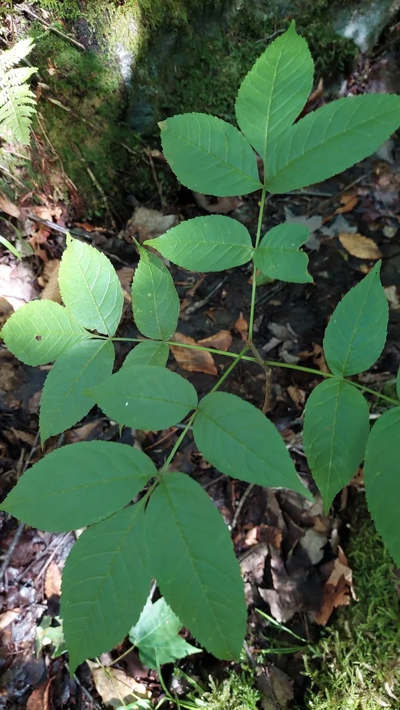 Fraxinus Nigra