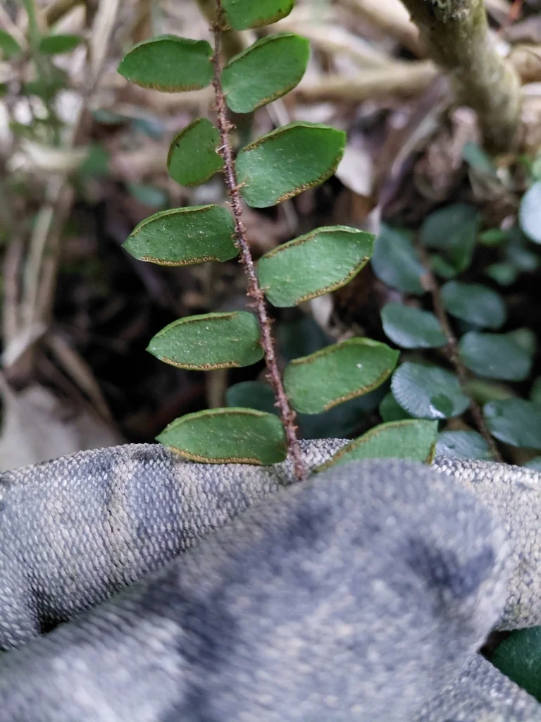 Pellaea Rotundifolia